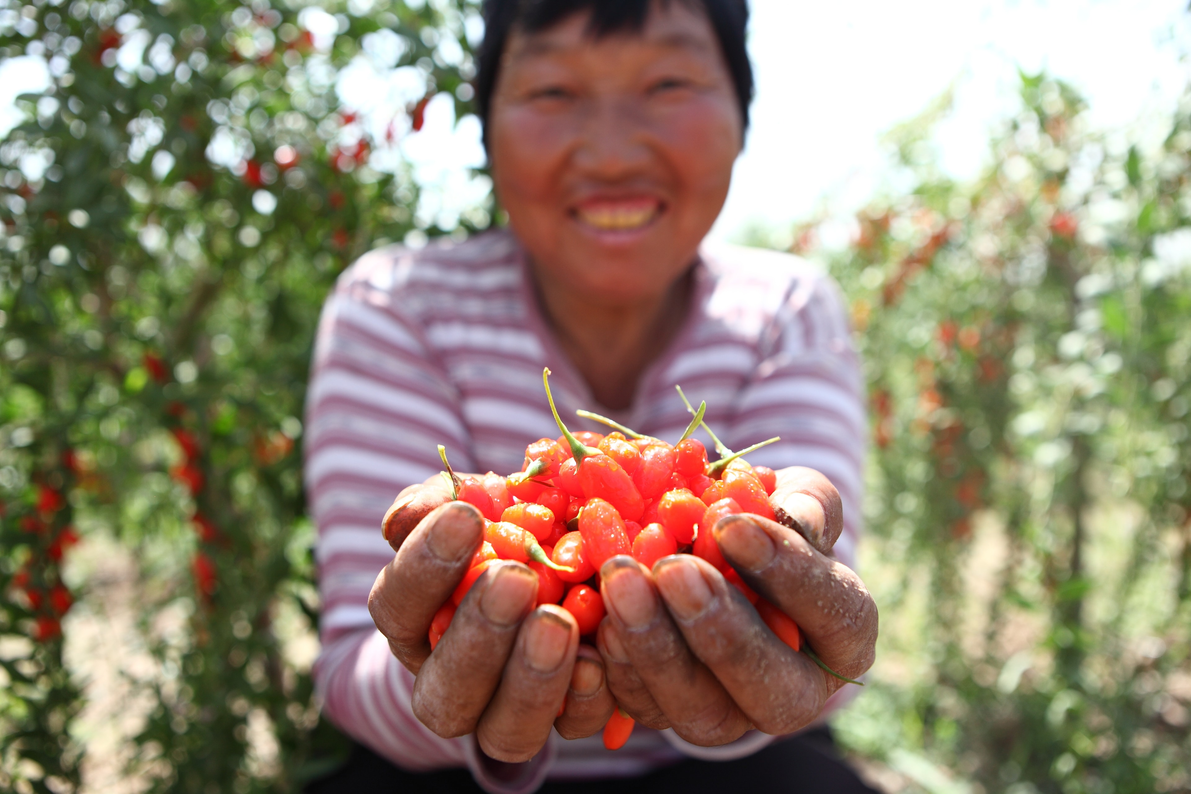Why Ningxia and Qinghai Produce the World's Best Goji Berries