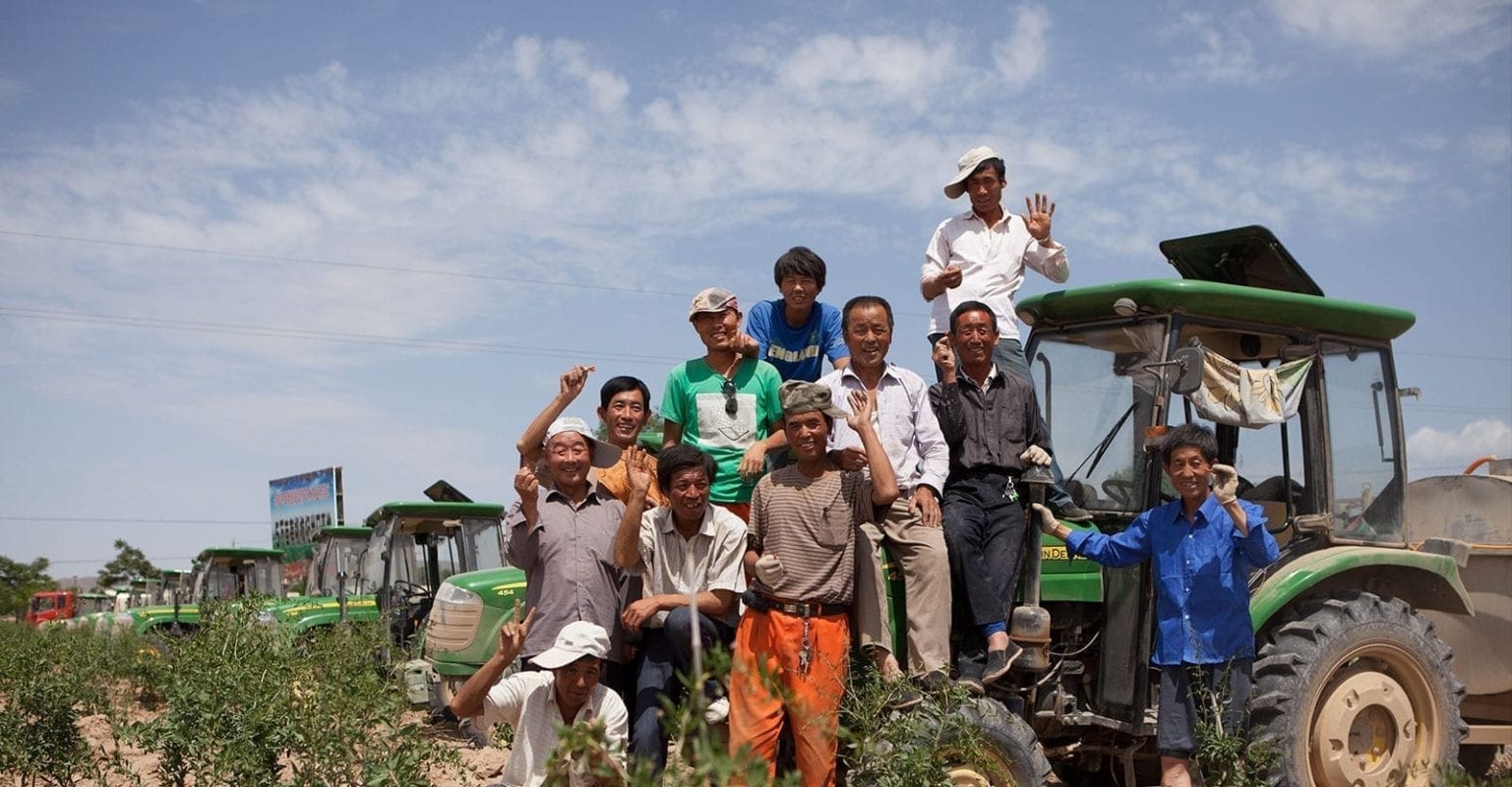 gojix goji berry orchard in Ningxia, China