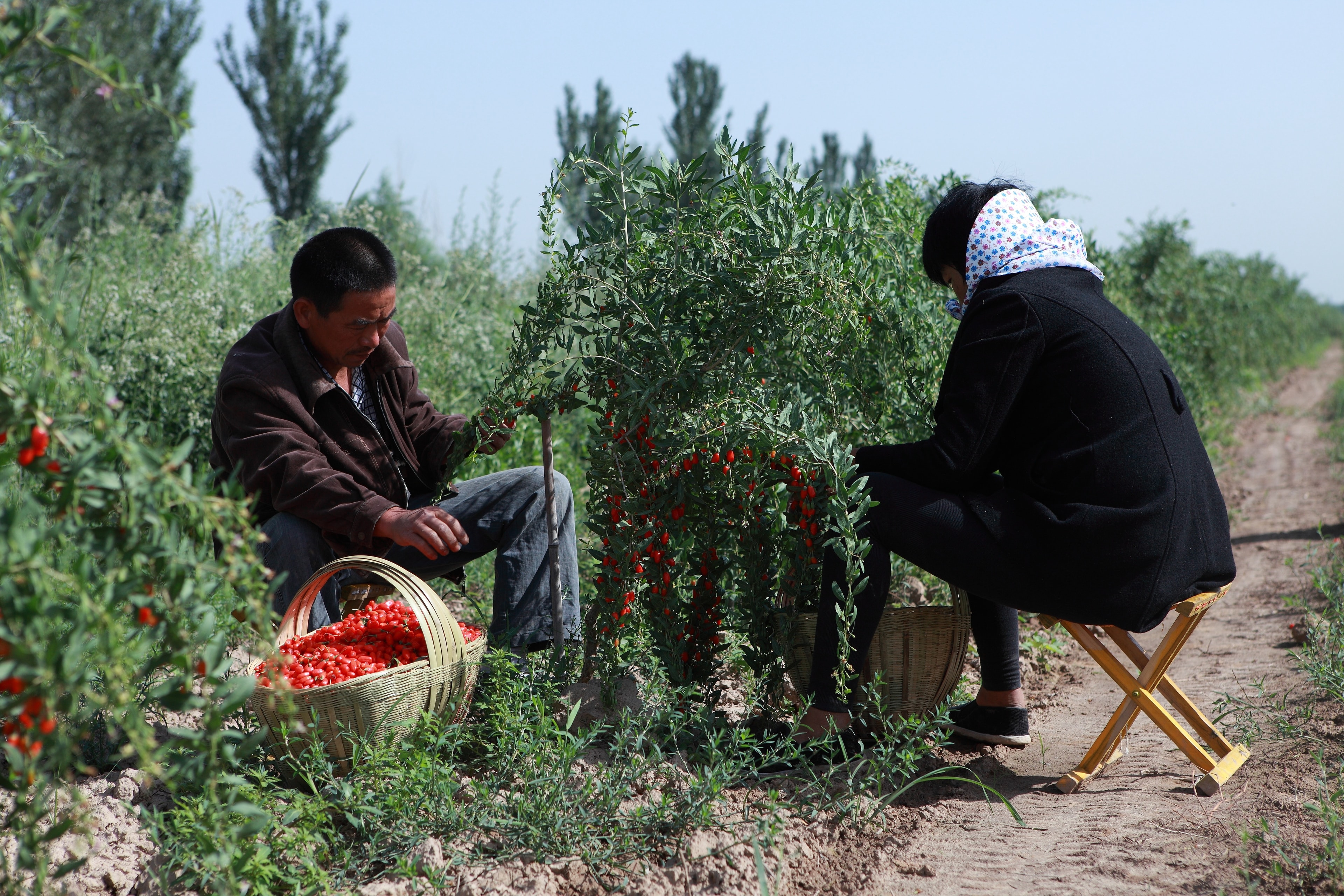 Local farm workers in gojix goji berry orchards